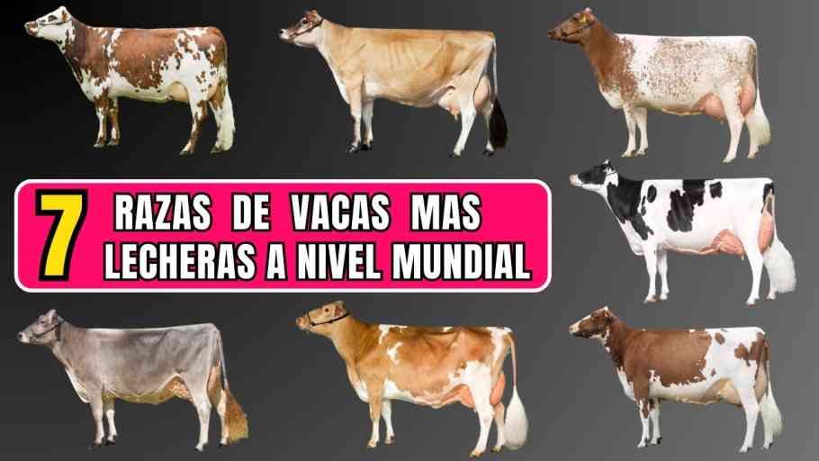 Variedades de razas de vacas: ¿Cuántas hay en total? - XanCouso